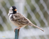 Harris Sparrow